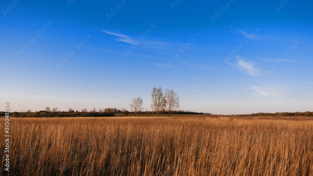 three birches in a field with dry grass in autumn