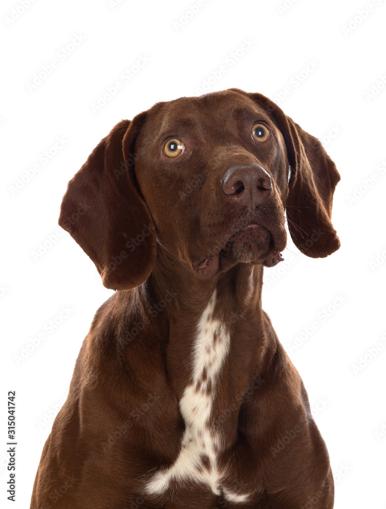 Beautiful Brown Braco German Shorthair