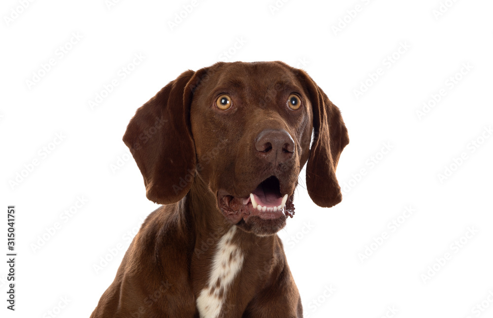 Beautiful Brown Braco German Shorthair