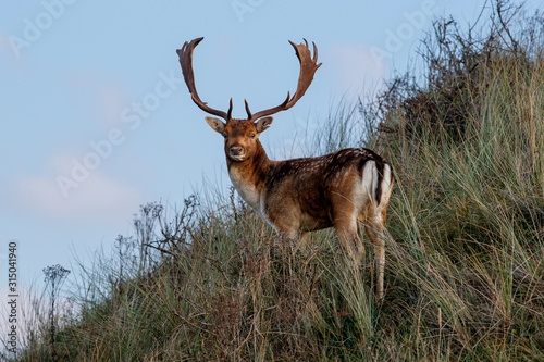 Fallow deer in the autumn in the dune area near Amsterdam in the Netherlands