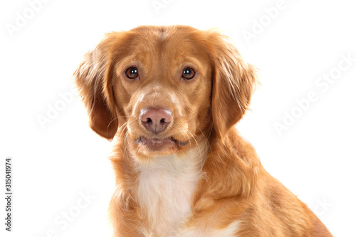 Beautiful brown breton dog