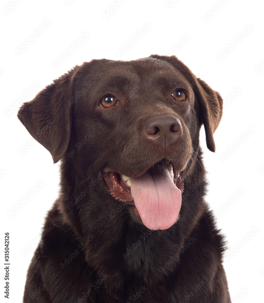 Beautiful Black Golden Retriever dog