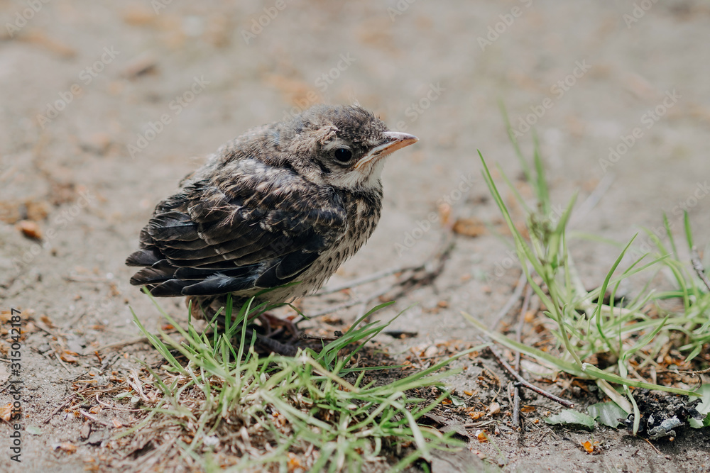 little cuckoo chick in the forest in nature