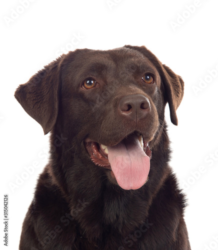 Beautiful Black Golden Retriever dog