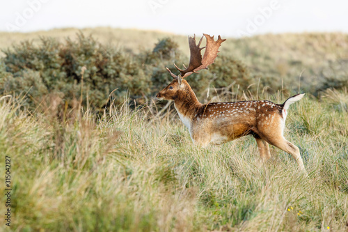 Fallow deer in the autumn in the dune area near Amsterdam in the Netherlands