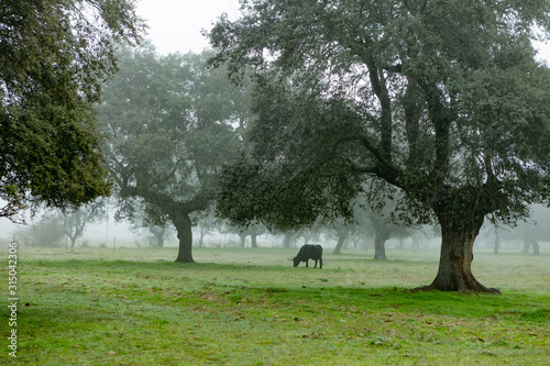 Cows grazing in the pastures