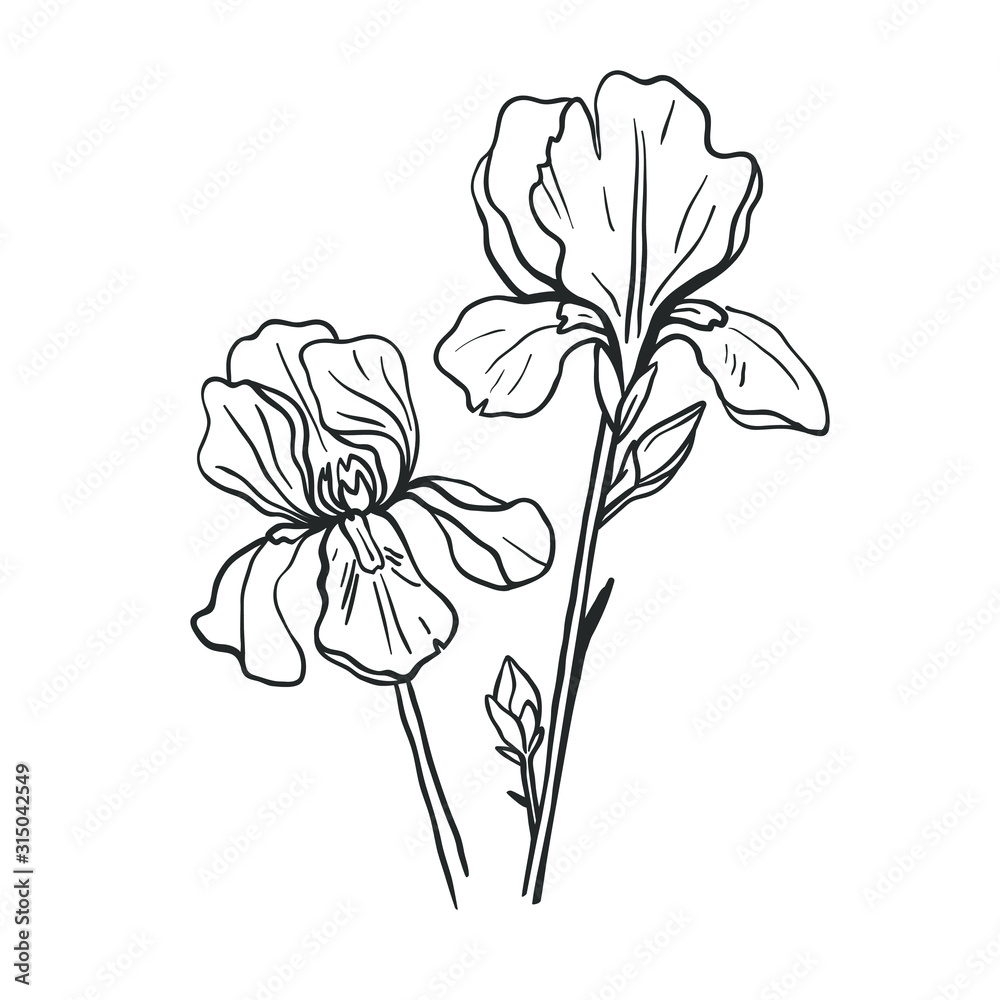 Beautiful iris flower isolated on white. Vector botanical linear sketch.