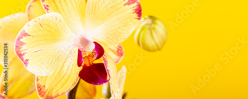 Most commonly grown house plants. Close up of orchid flower yellow bloom. Phalaenopsis orchid. Botany concept with copy space. Banner.