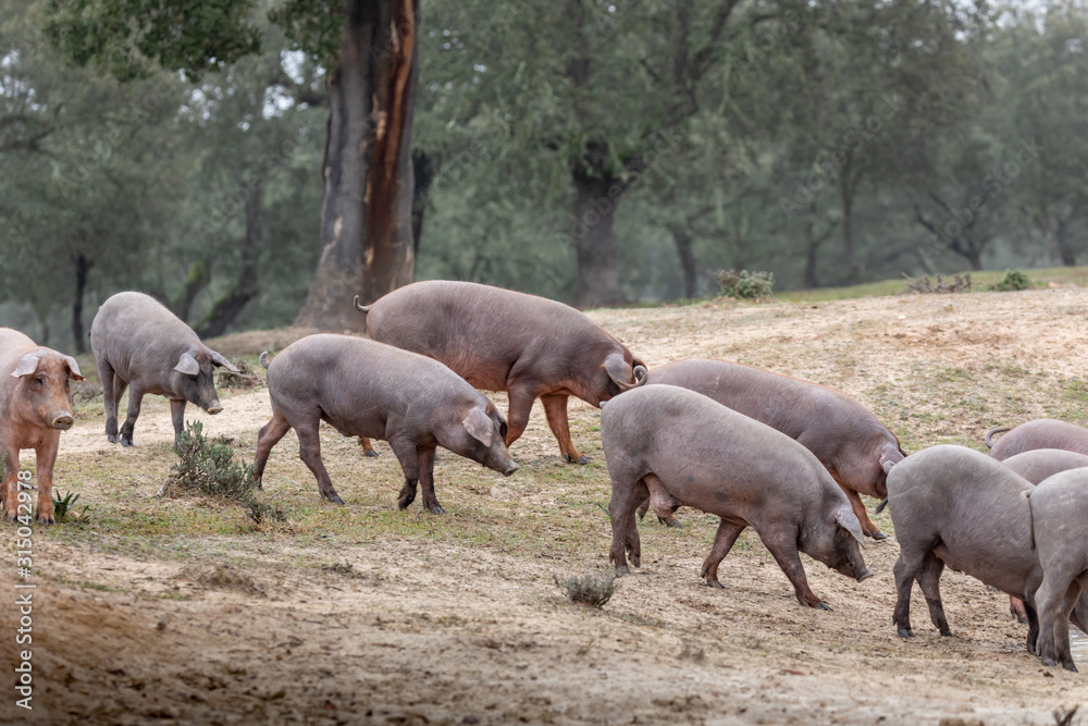 Iberian pigs grazing Iberian pigs grazing