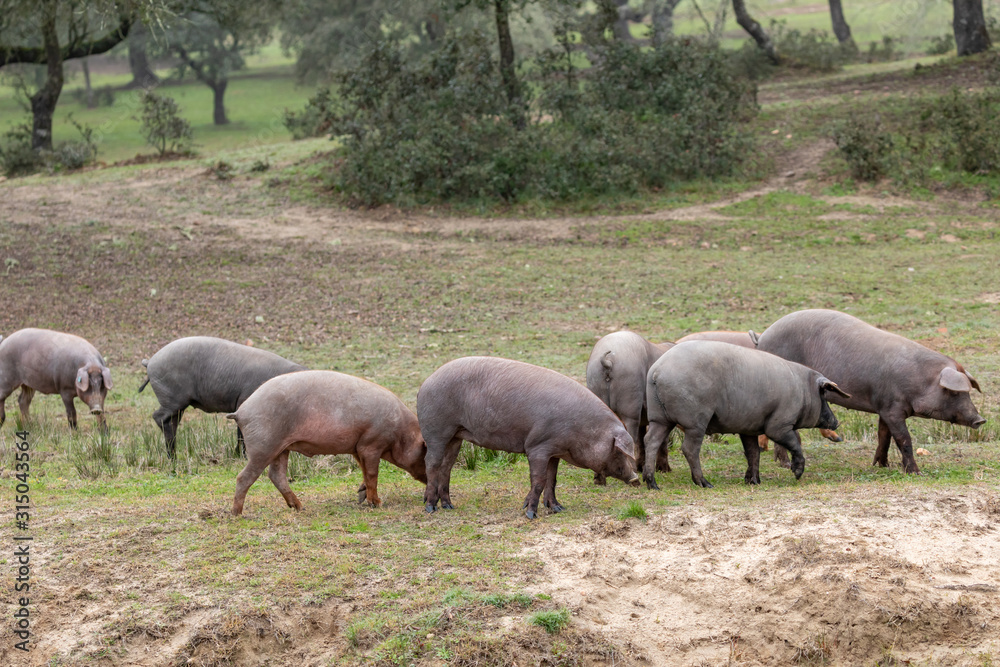 Iberian pigs grazing