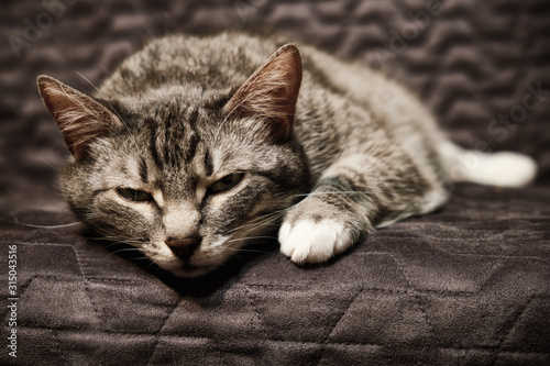 Portrait of a diseased cat, close-up. Grumpy pet is in a depressed mood © Андрей Журавлев