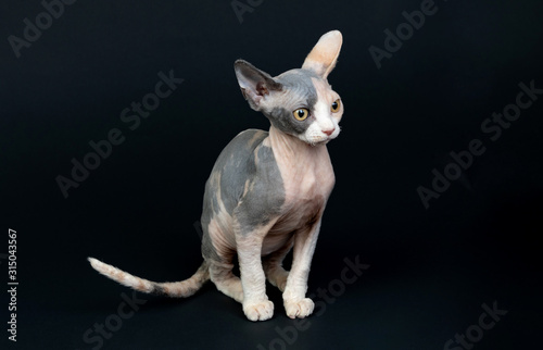 Sphinx cat