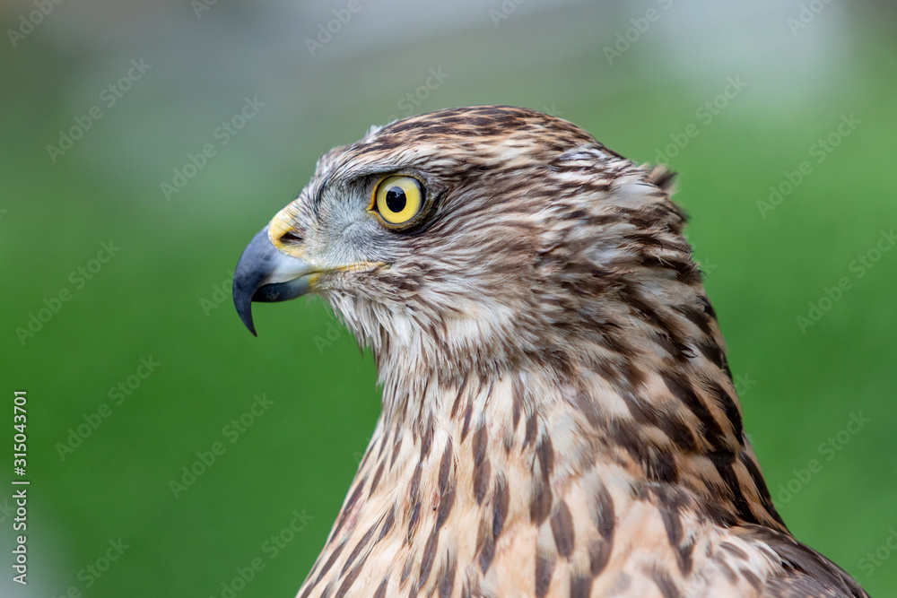 Wild goshawk