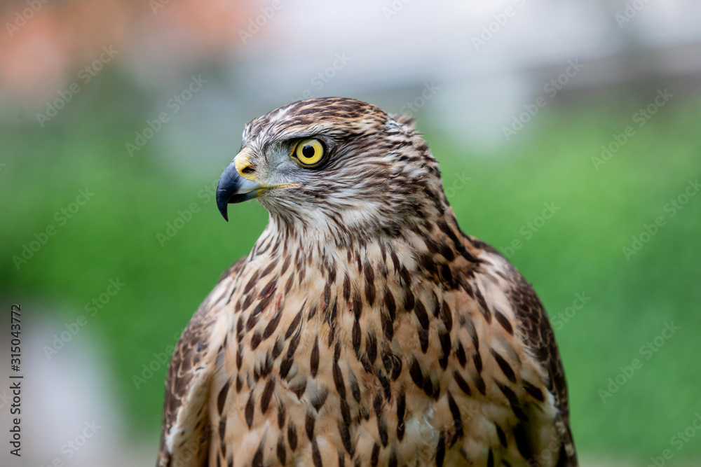 Wild goshawk Wild goshawk