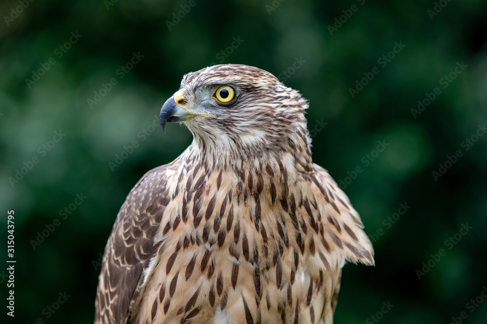 Wild goshawk Wild goshawk