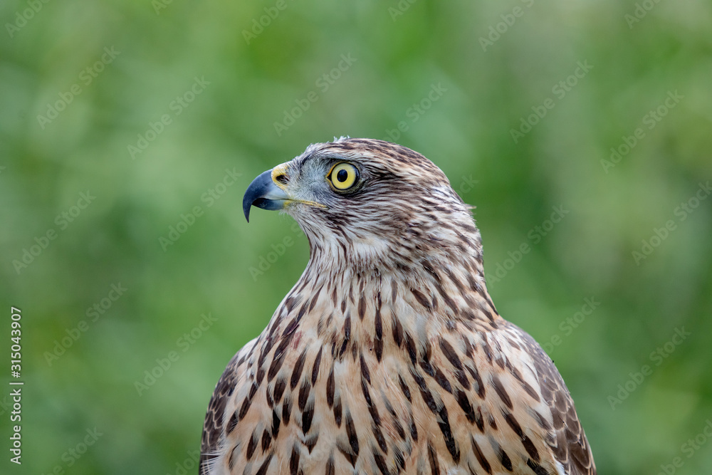 Wild goshawk Wild goshawk