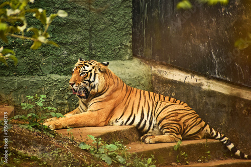 royal bengal tiger in zoo