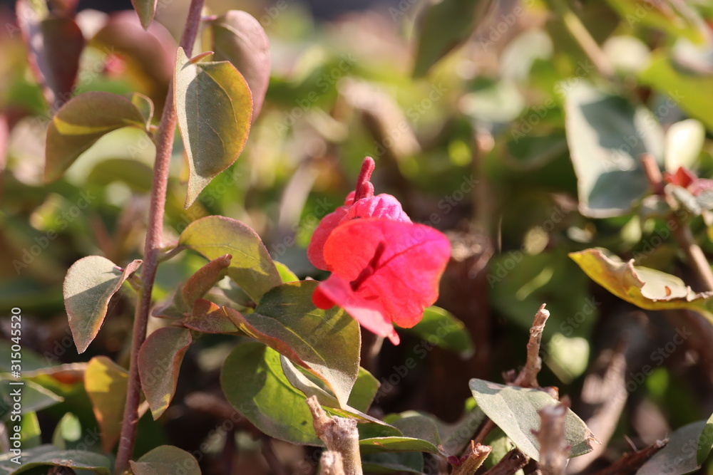 A red pink flower with green brownish leaves