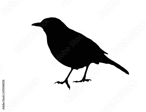 blackbird shadow vector
