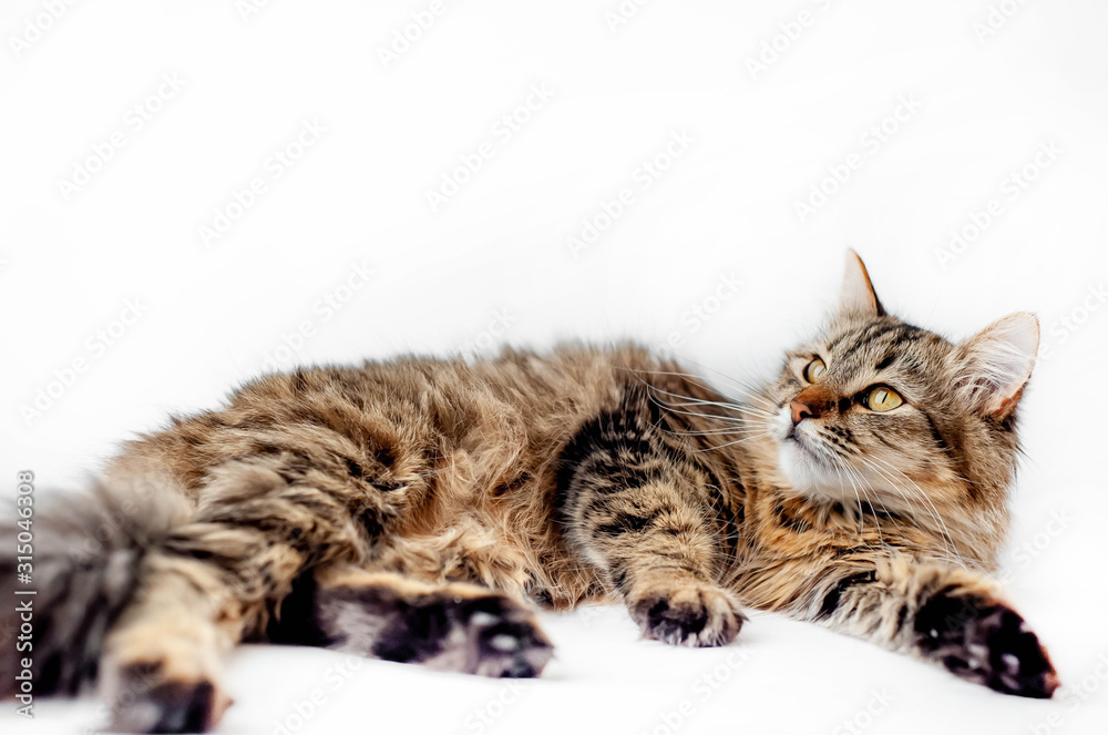 lying cat on a white background lying cat on a white background