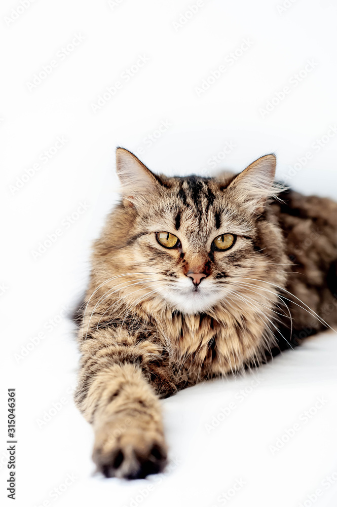 Obraz premium lying cat on a white background