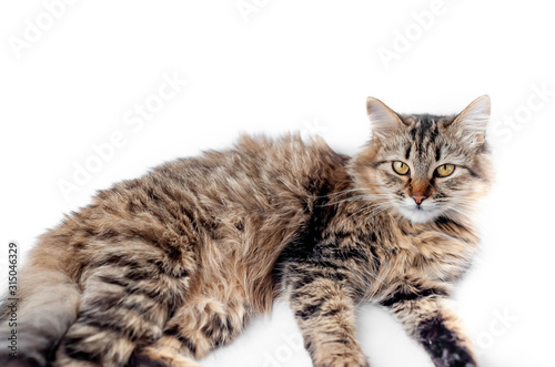 lying cat on a white background