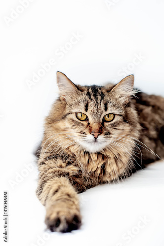 lying cat on a white background © александр таланцев