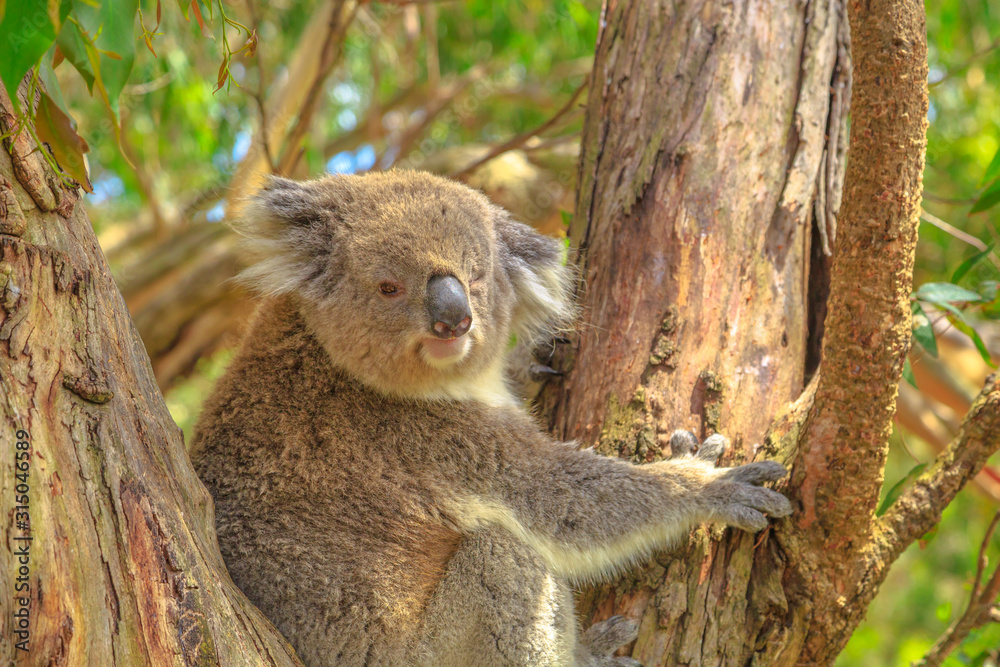 koala bear on eucalyptus trunk at Phillip Island, near Melbourne in Victoria, Australia. Koala Conservation Centre. koala bear on eucalyptus trunk at Phillip Island, near Melbourne in Victoria, Australia. Koala Conservation Centre.