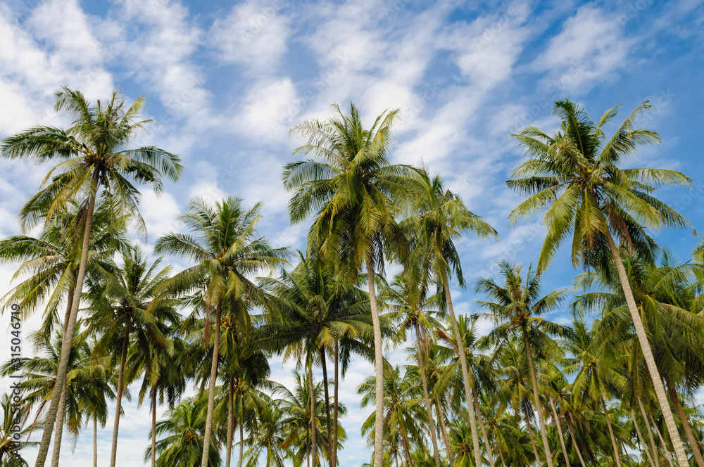 Coconut Island palm trees, blue sky nobody Coconut Island palm trees, blue sky nobody