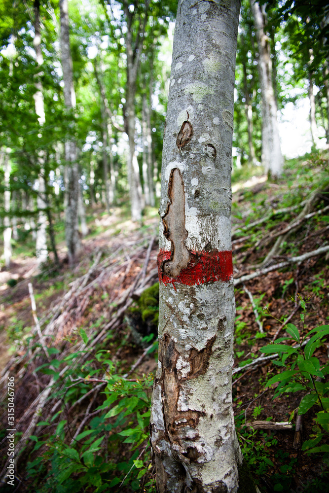 tronco segnato con colore rosso e bianco tronco segnato con colore rosso e bianco