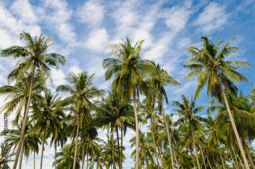 Coconut Island palm trees, blue sky nobody