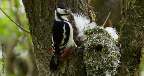 The great spotted woodpecker raiding the nest of long-tailed tit