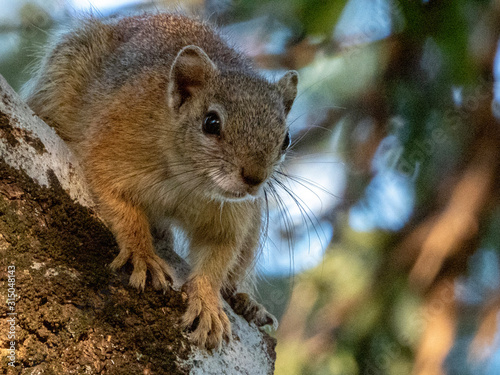 Squirrel in Tree, Limpopo, South Africa © Willem Van Zyl