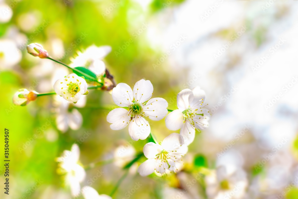 Closeup of cherry branch with white flowers and buds in early spring in a garden on a sunny clear day. Blossoming plants in springtime. Natural background with copy space.
