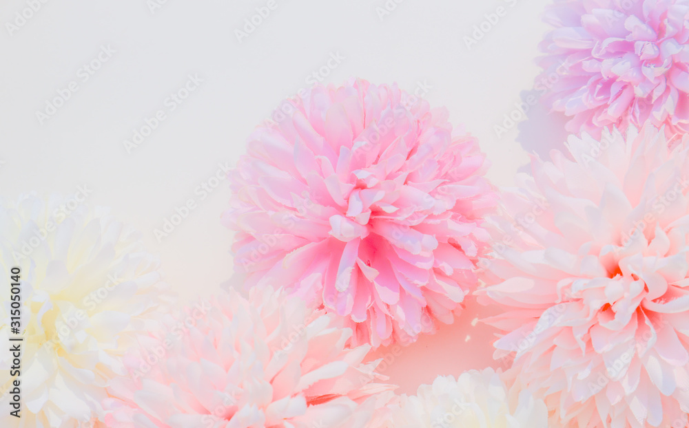 Beautiful abstract color white and pink flowers on white background and white flower frame and pink leaves background texture, flowers banner, pink background, colorful white banner happy valentine