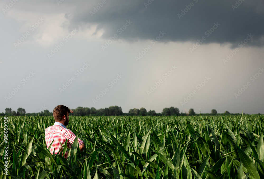Farmer standing in corn field examining crop during bad weather. Farmer standing in corn field examining crop during bad weather.
