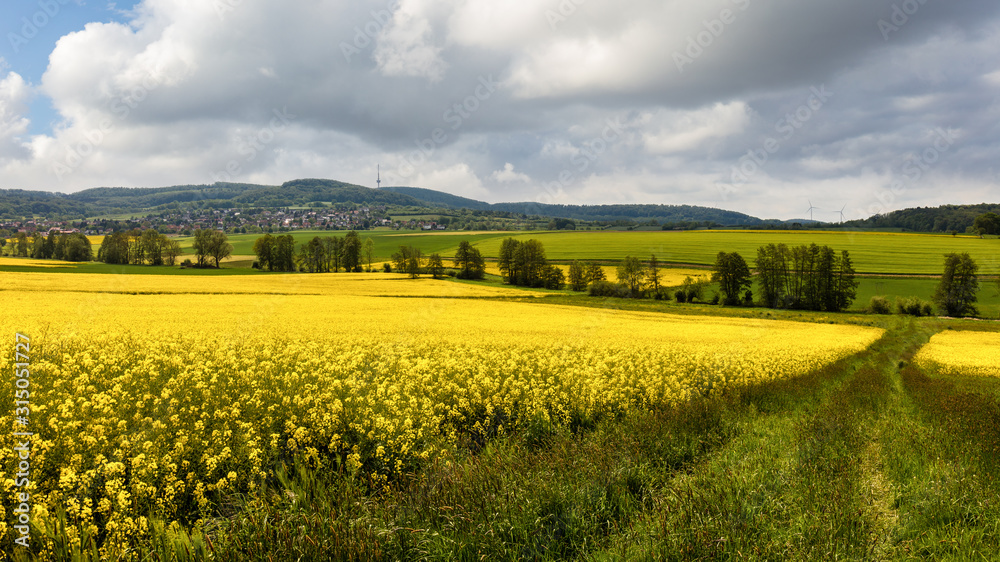 The yellow rapeseed is blooming. An agricultural area in the middle of Germany. It is spring, the sun is shining with beautiful clouds in the sky. In the background the Essigberg transmission tower.