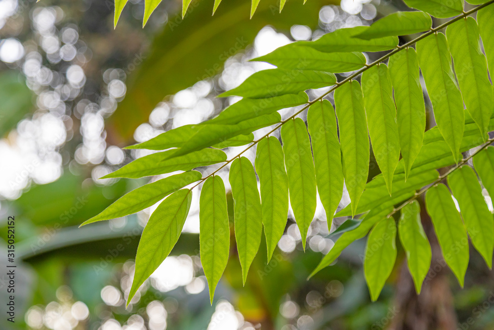 Close up of young fresh green tree leaves in sunshine against clear blue sky. Natural background, concept of cool and freshness. Close up of young fresh green tree leaves in sunshine against clear blue sky. Natural background, concept of cool and freshness.