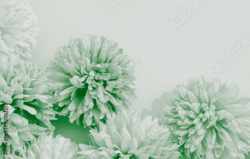 Beautiful abstract color white and green flowers on white background and white flower frame and green leaves texture  green background  colorful white banner happy valentine