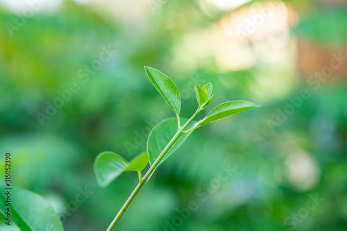 Close up of young fresh green tree leaves in sunshine against clear blue sky. Natural background, concept of cool and freshness.