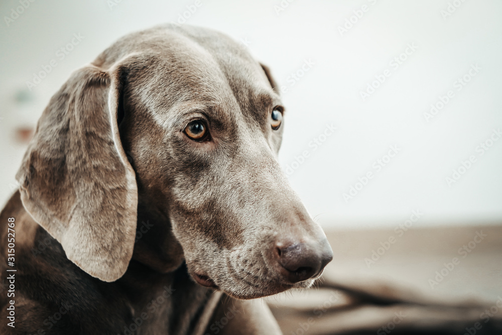 Weimar dog portrait on the gradient white background.