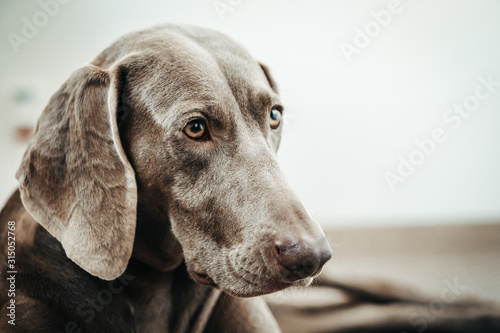 Weimar dog portrait on the gradient white background.