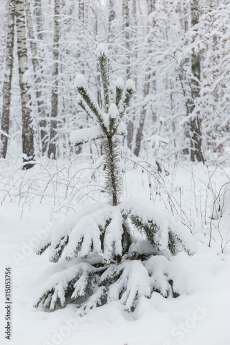Trees covered with hoarfrost and snow in winter forest - Christmas snowy background © petrrgoskov