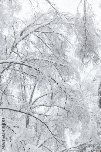 Trees covered with hoarfrost and snow in winter forest - Christmas snowy background