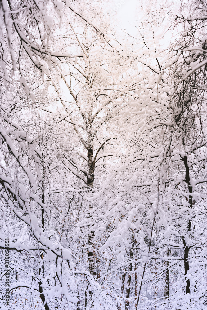Trees covered with hoarfrost and snow in winter forest - Christmas snowy background Trees covered with hoarfrost and snow in winter forest - Christmas snowy background