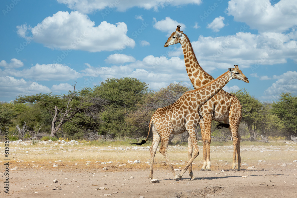 Obraz premium South African giraffe go to waterhole, Giraffa giraffa, at Etosha national park, Africa Namibia safari wildlife