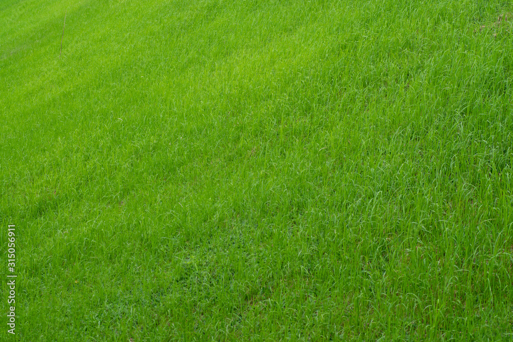 Naklejka background of green grass