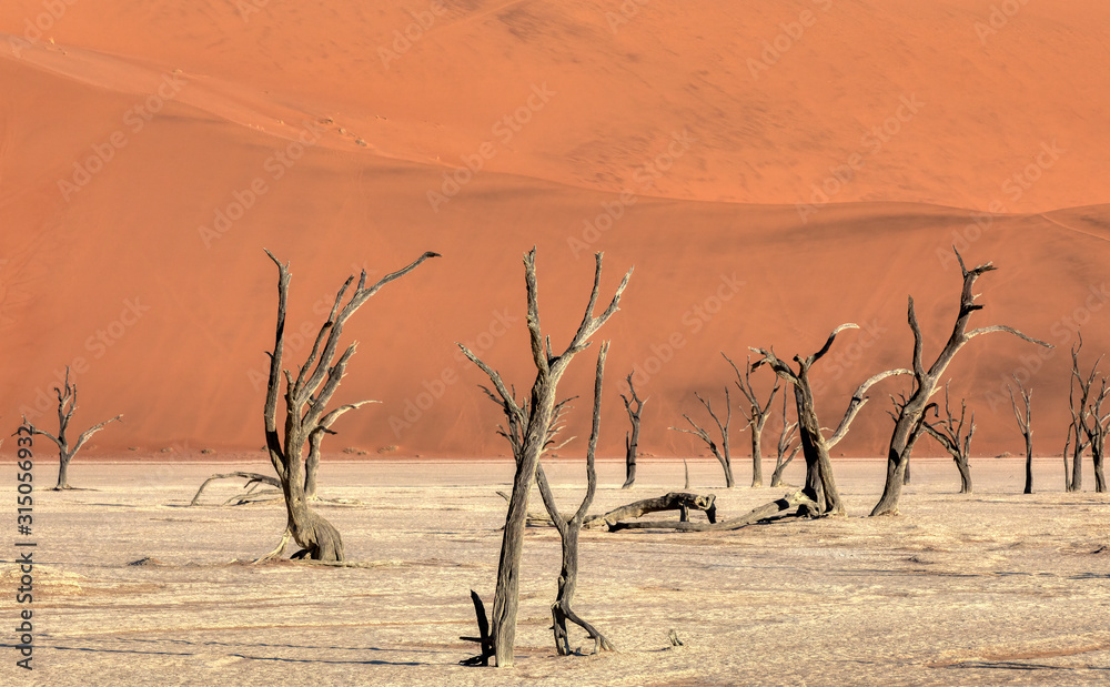 Dead Vlei landscape with dry acacia in Namib desert, valley Sossusvlei, Namibia Africa wilderness Dead Vlei landscape with dry acacia in Namib desert, valley Sossusvlei, Namibia Africa wilderness