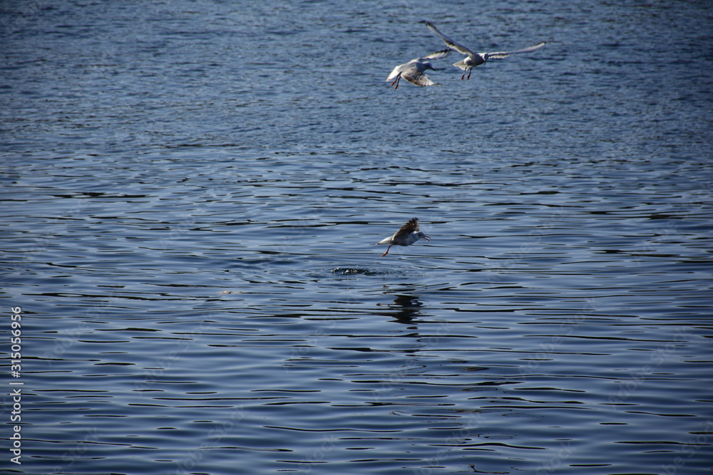 Birds Flying over River Nile/ beautiful view for Aswan Egypt and Nubian Egyptian culture. sailing boat sailing in the River Nile and harbor with birds and local houses on the 2 sides Birds Flying over River Nile/ beautiful view for Aswan Egypt and Nubian Egyptian culture. sailing boat sailing in the River Nile and harbor with birds and local houses on the 2 sides