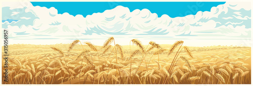 Rural landscape with wheat field and a blue sky with clouds on background. Vector illustration.